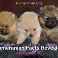 Pomeranian Facts