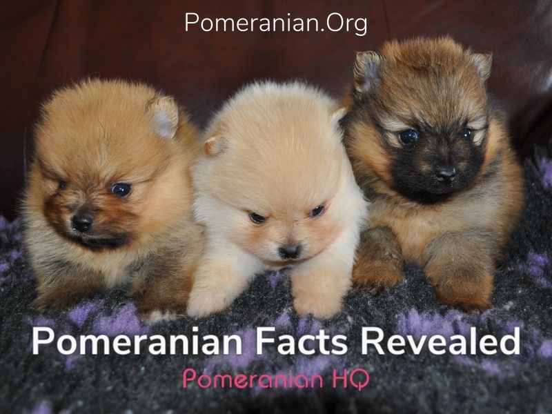 Pomeranian Facts