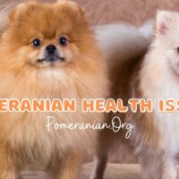 Pomeranian Health Issues