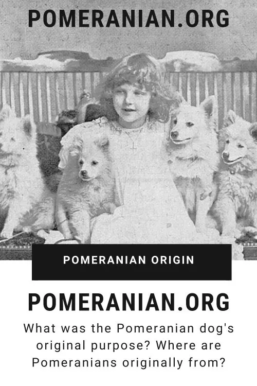 Pomeranian Origin and Pomeranian Dog History