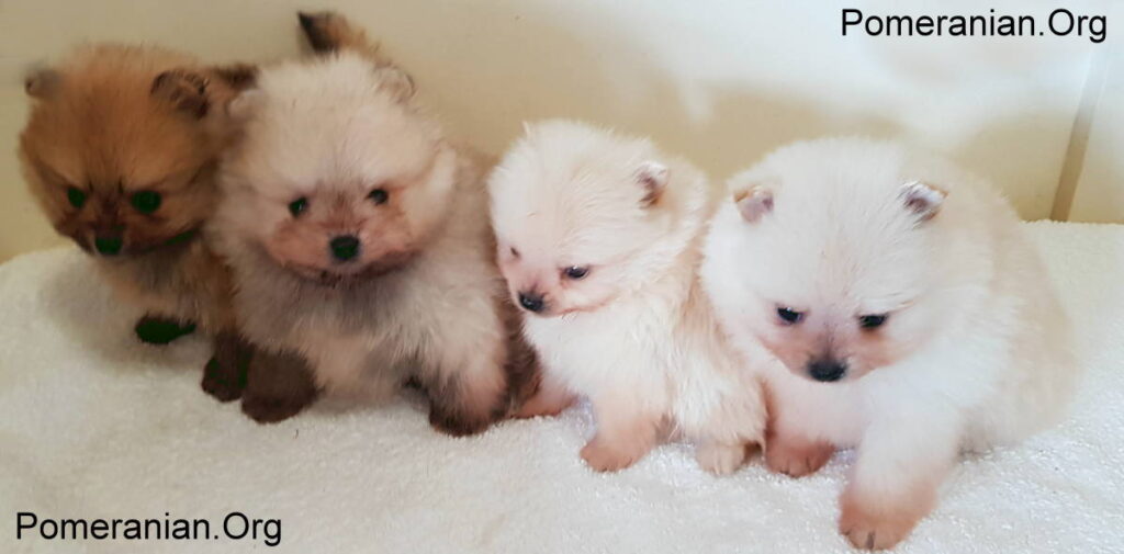 Original pomeranian best sale puppy price