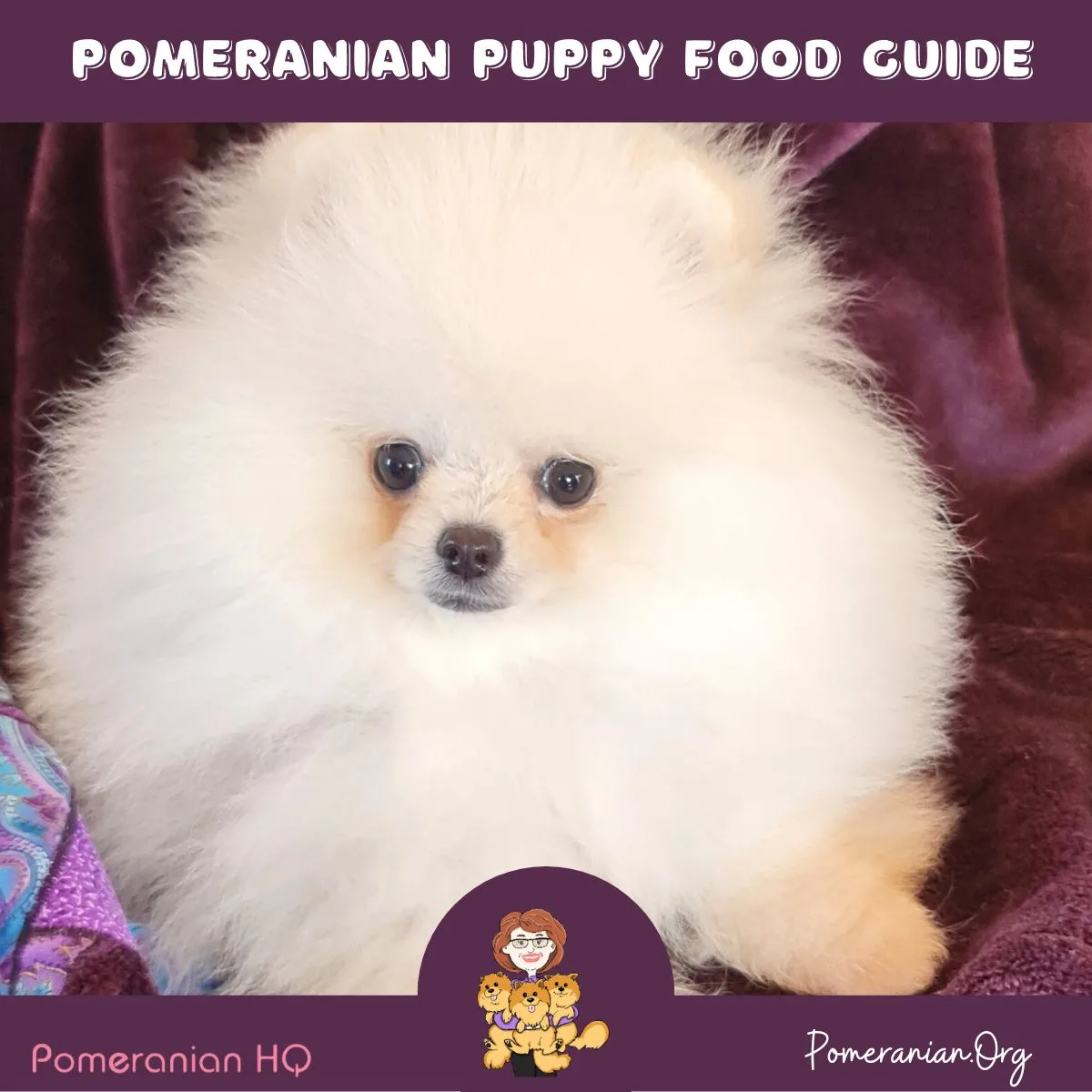 what is the best food for a pomeranian dog