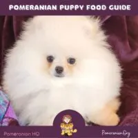 Pomeranian Puppy Food