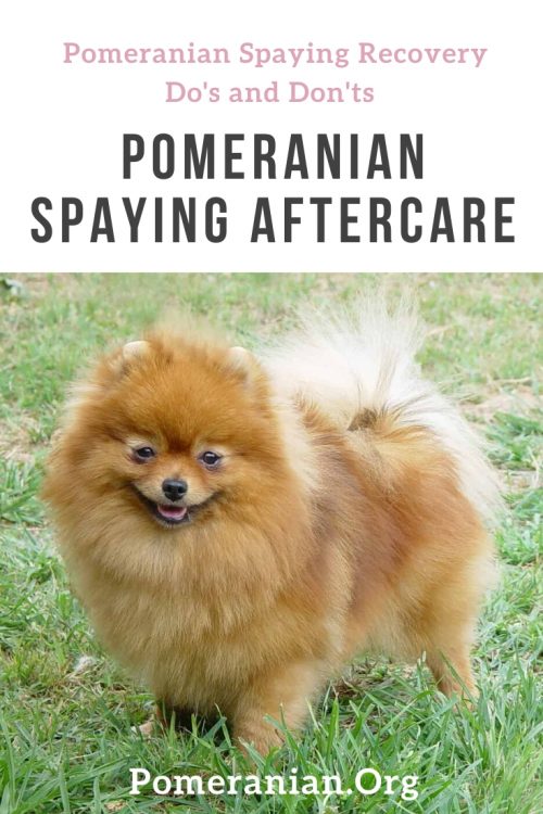 Pomeranian Spaying Aftercare