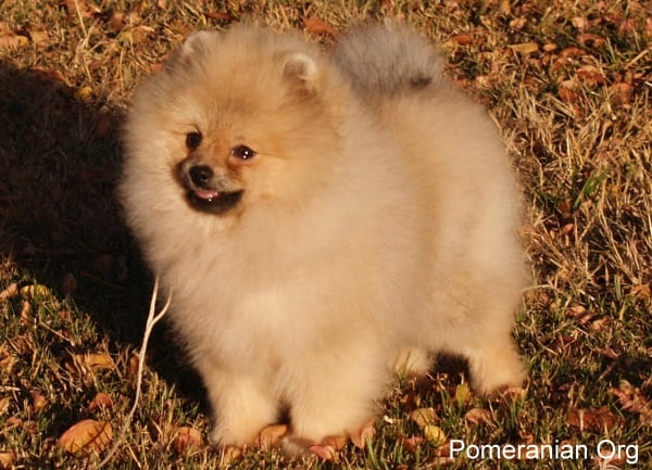 Pomeranian Dog