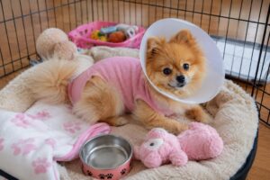 Pomeranian After Spaying