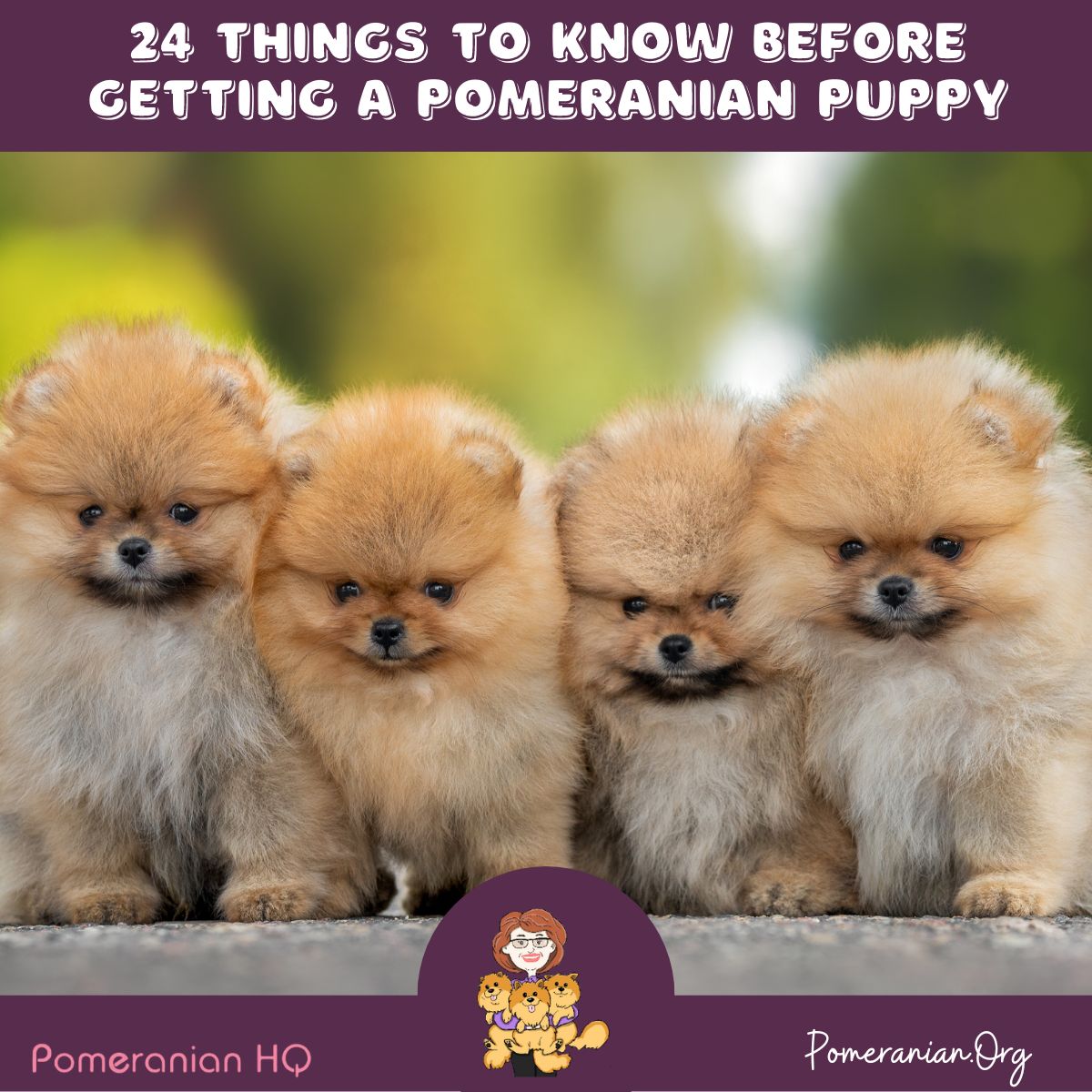 Pomeranian pros and cons