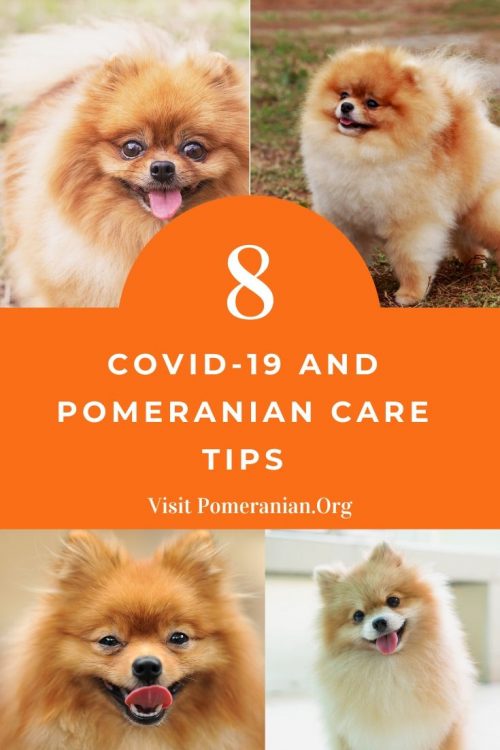 Pomeranian Care Tips