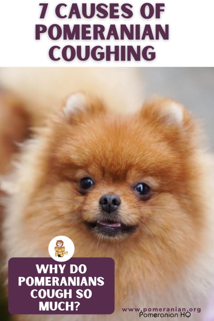 Pomeranian Coughing