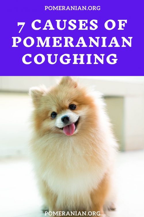7 Causes of Pomeranian Coughing