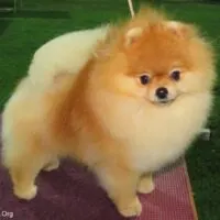 Pomeranian Dog