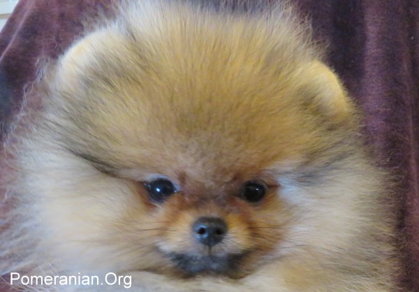 Pomeranian Female Dog