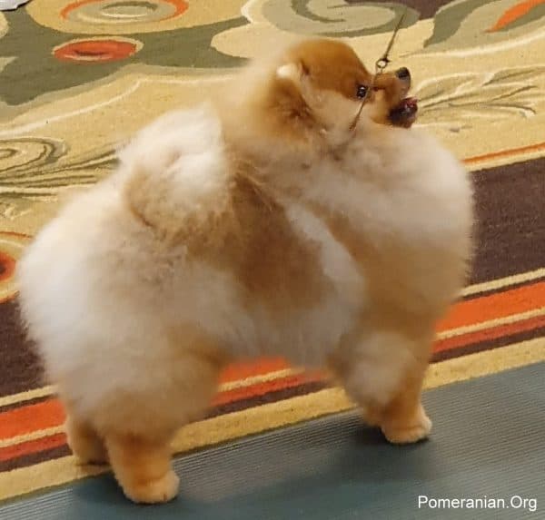 Pomeranian Puppy at American Pomeranian Club National Specialty 2020