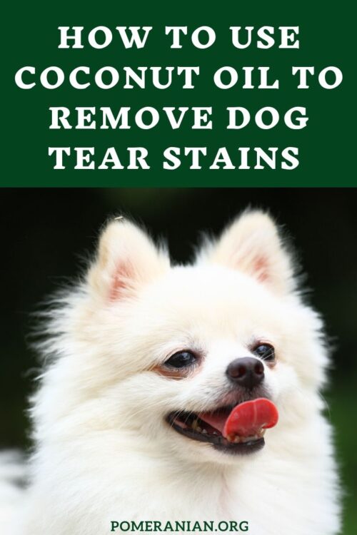 How to Use Coconut Oil to Remove Dog Tear Stains