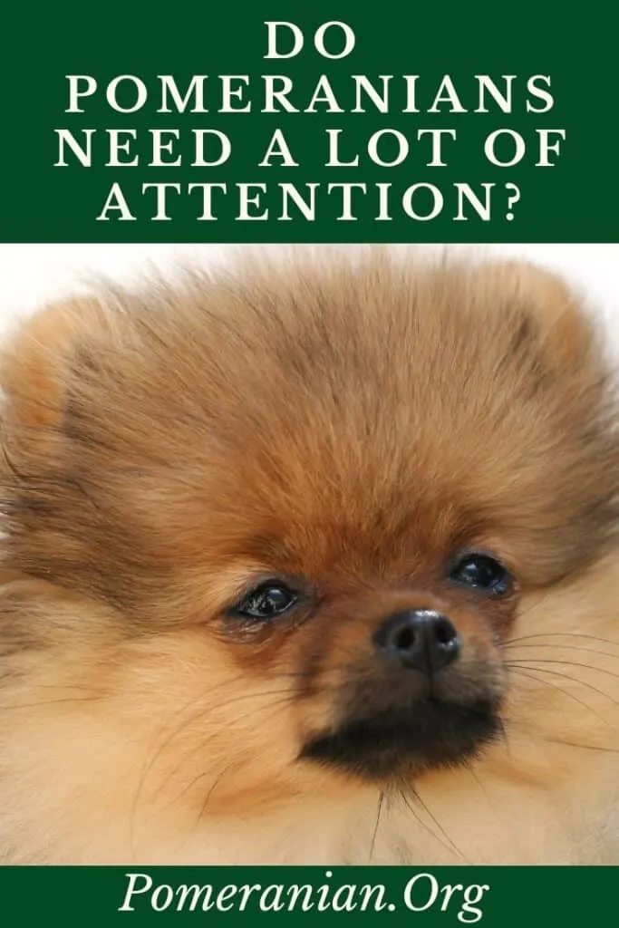 Do Pomeranians Need a Lot of Attention?