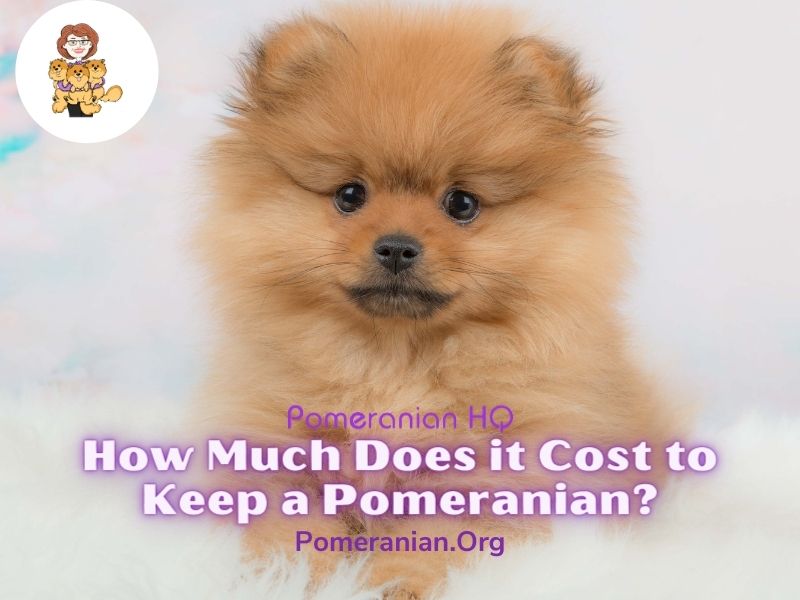 How Much Does it Cost to Keep a Pomeranian?