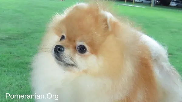 why do pomeranians like to lick