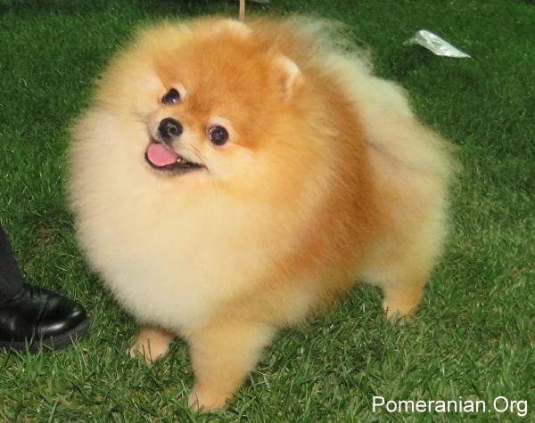 Pomeranian Dog 