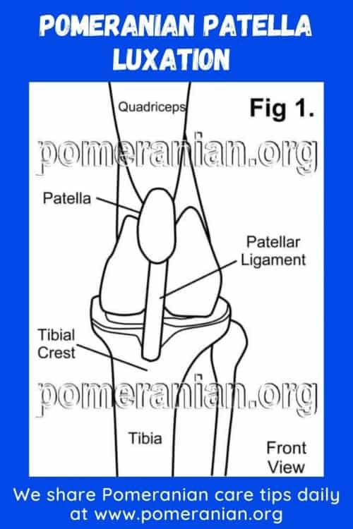 Pomeranian 2025 knee cap