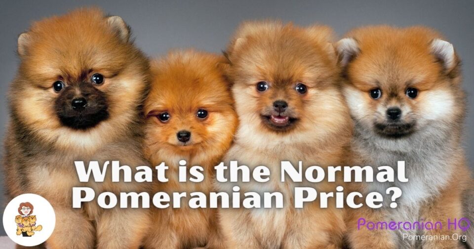 Pomeranian Price Details How Much Does a Pomeranian Cost?