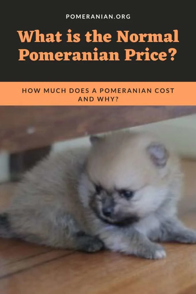 Pomeranian Price