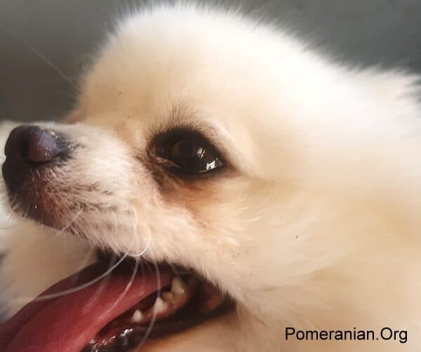 White Pomeranian Dog with eye stains