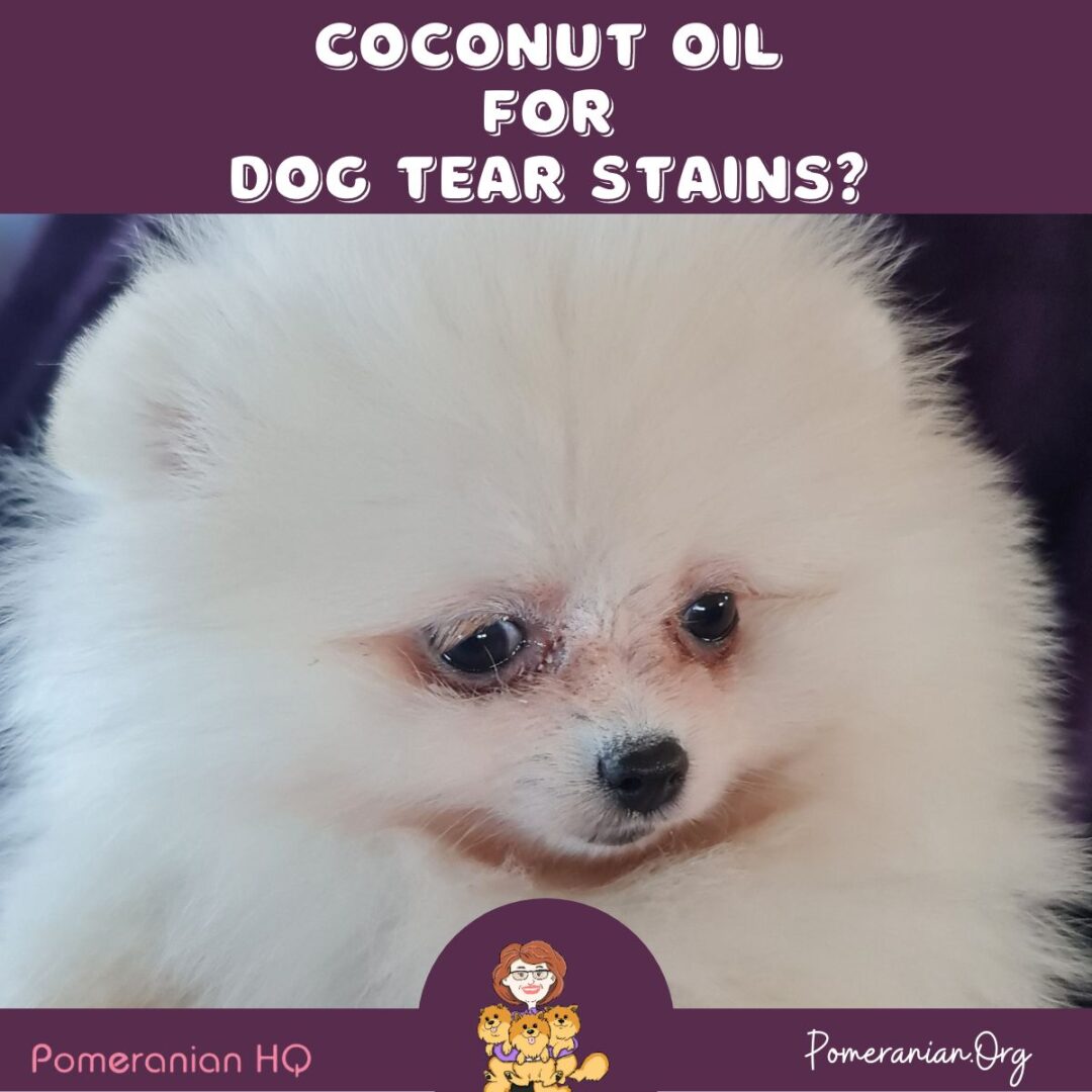 How to Use Coconut Oil For Dog Tear Stains.