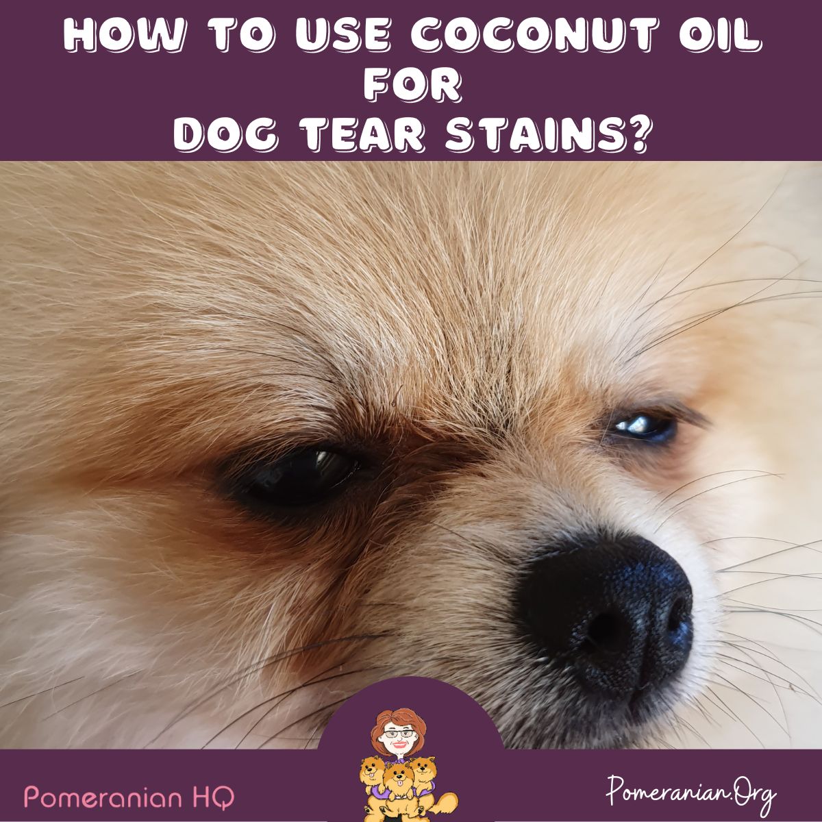 Coconut Oil to Remove Dog Tear Stains