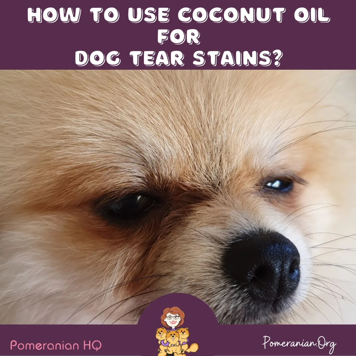 how to clean tear stains on dogs face