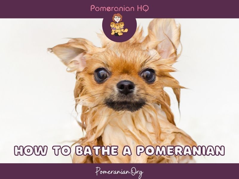 How to Bathe a Pomeranian