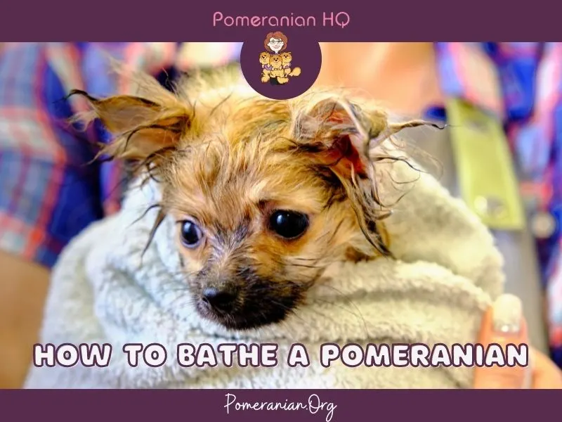 how do you wash a pomeranian puppy