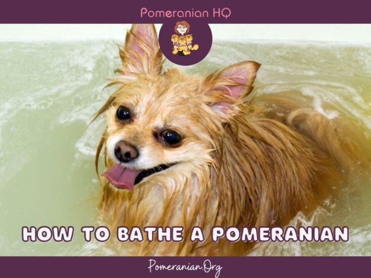 How to Bathe a Pomeranian Essential Tips for Owners