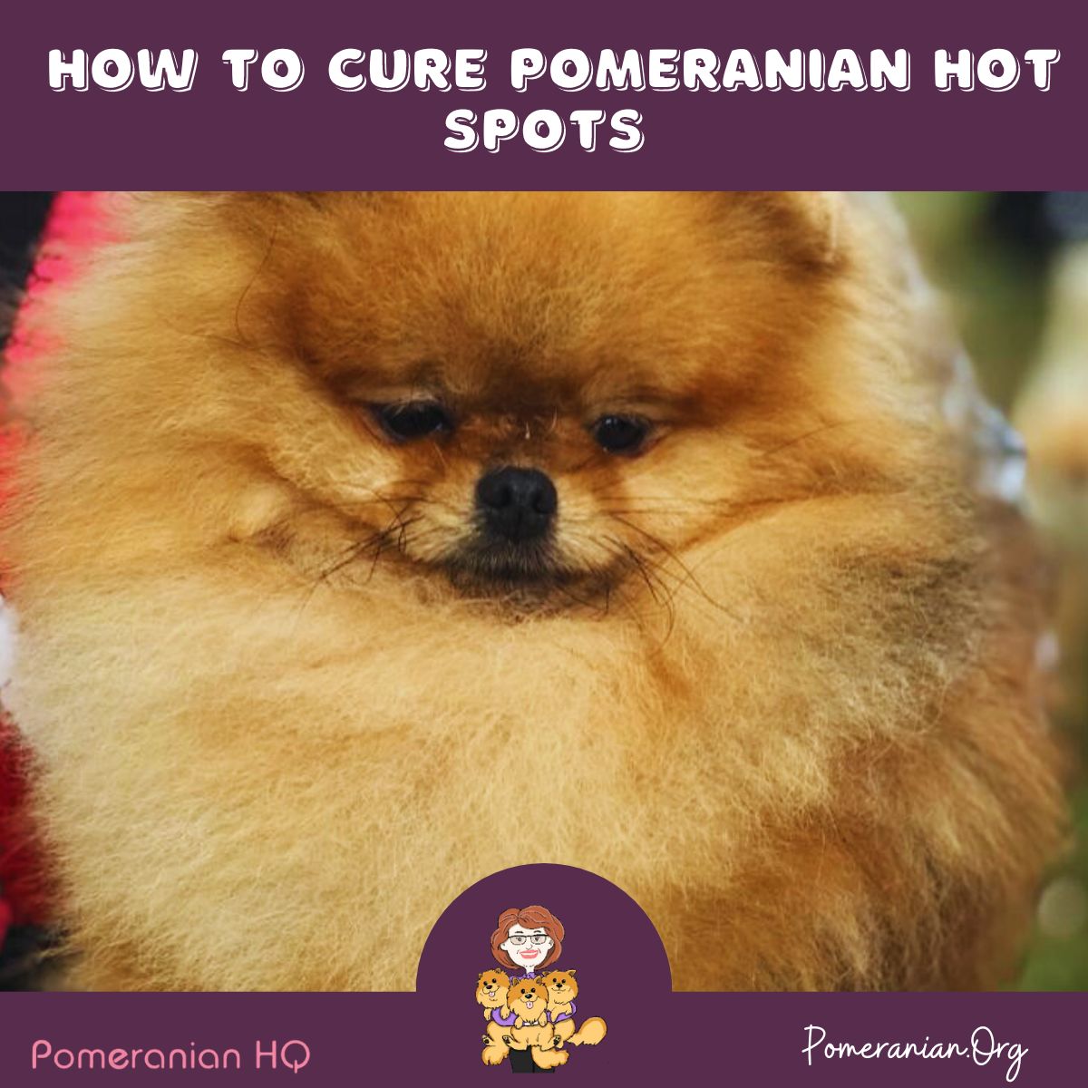 How to Cure Pomeranian Hot Spots
