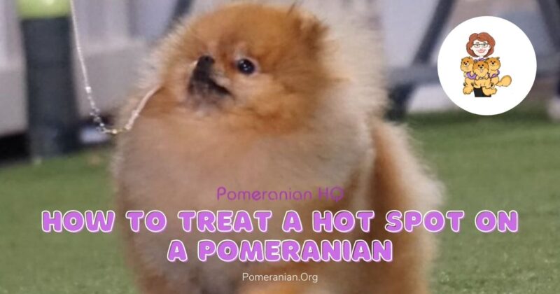 How to Cure Pomeranian Hot Spots With These Expert Tips!