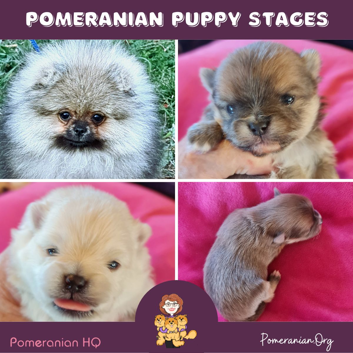 Pomeranian Puppy Stages