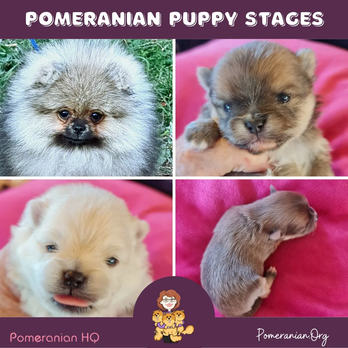 Pomeranian Growth Stages and Pomeranian Puppy Stages Explained