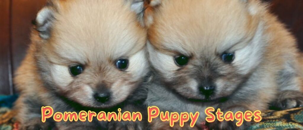 Pomeranian Puppy Stages