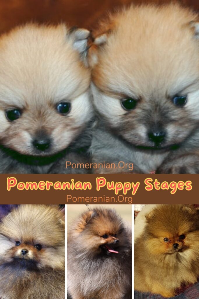 Pomeranian Puppy Stages