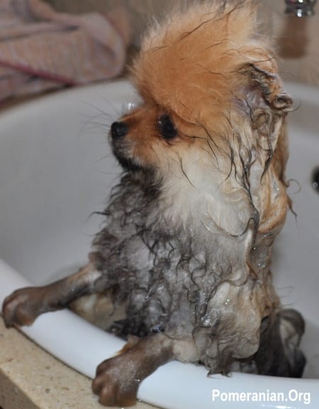 Bathing a Pomeranian