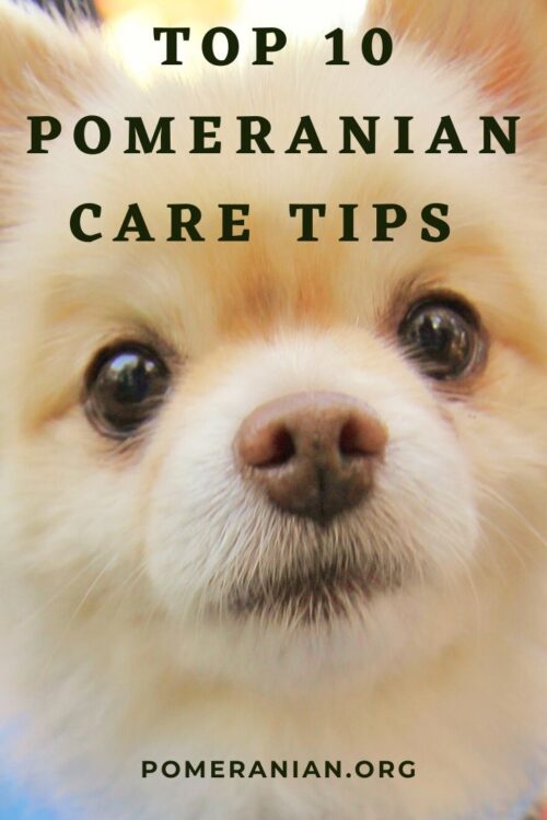 Top 10 Pomeranian Care Tips