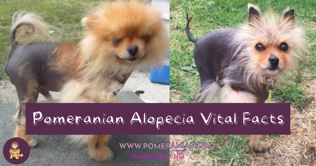 why do pomeranians get alopecia