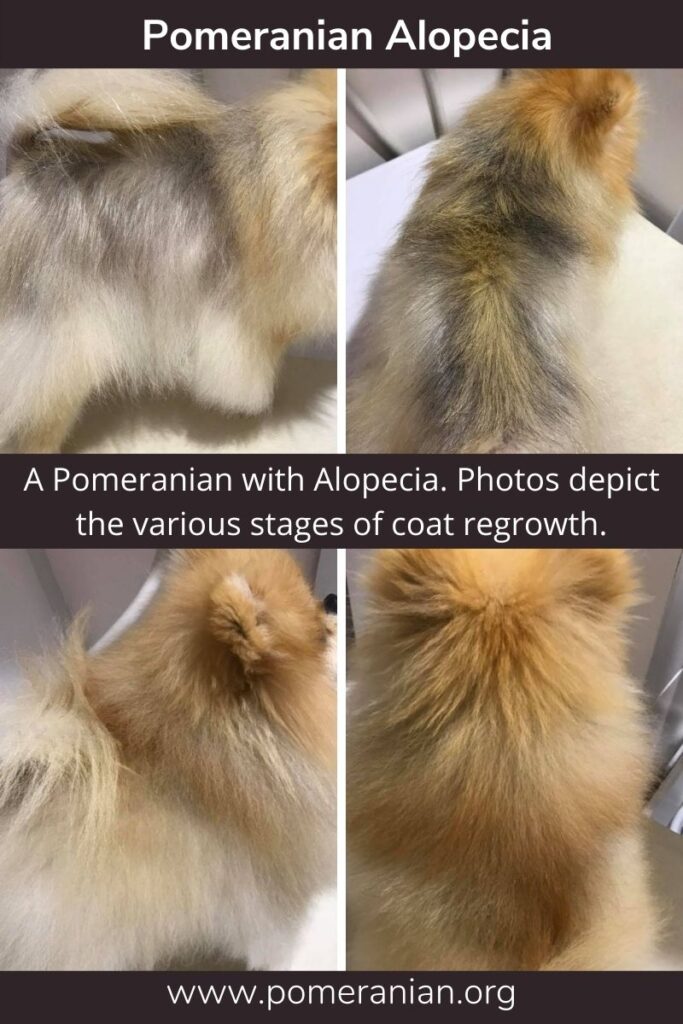 Black Skin Disease Pomeranian. Pomeranian Alopecia Information