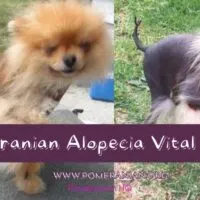 Black Skin Disease Pomeranian