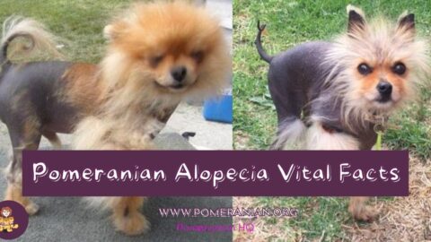 Black Skin Disease Pomeranian. Pomeranian Alopecia Information