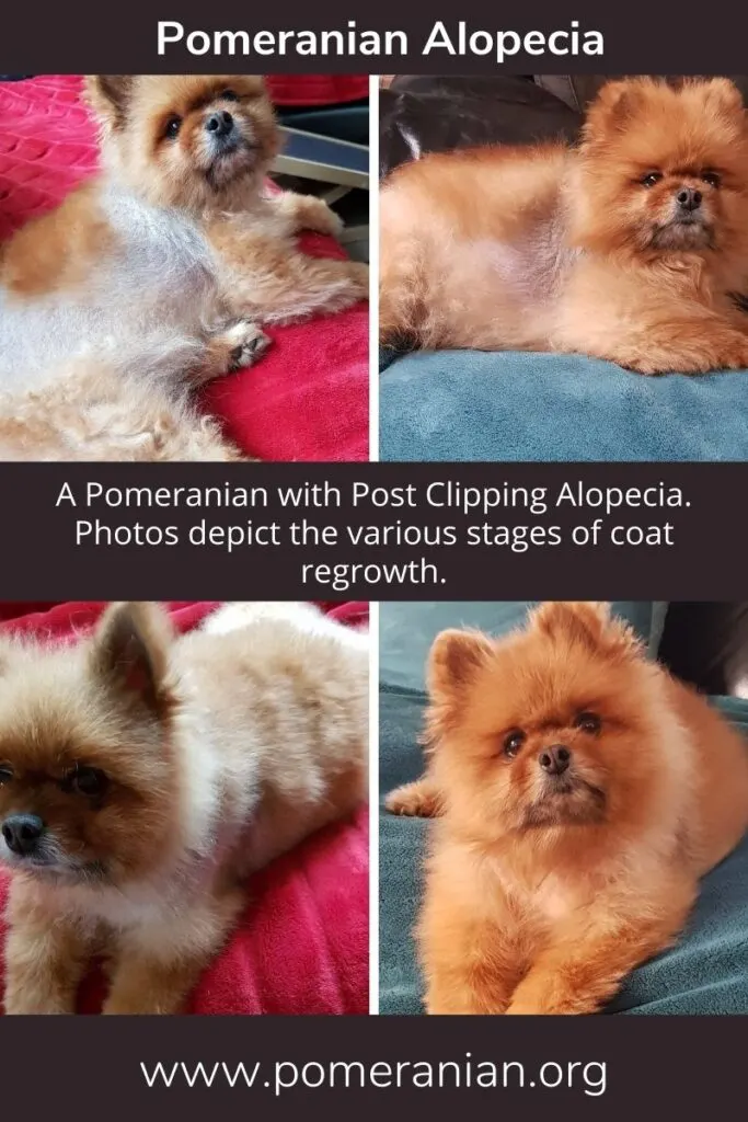 Pomeranian Alopecia Hair Regrowth Stages