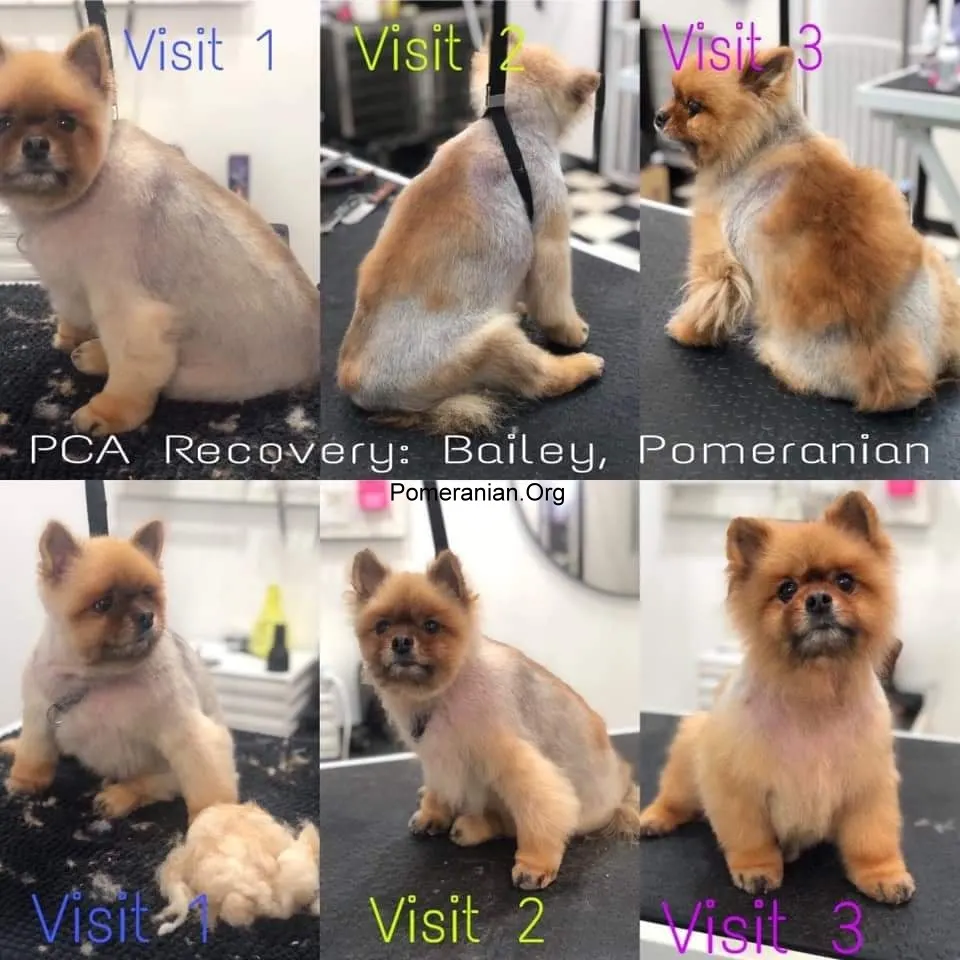 Pomeranian Post Clipping Alopecia Recovery Treatment