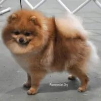 Pomeranian Dog