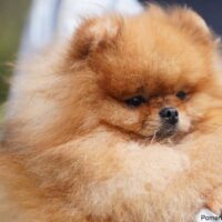 Pomeranian with correct small ears.