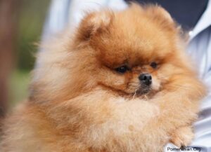 Pomeranian with correct small ears.