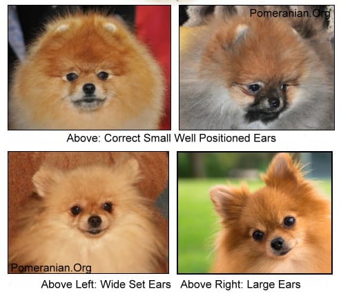 Pomeranian Ears